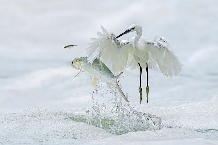 Heron and Fish Encounter