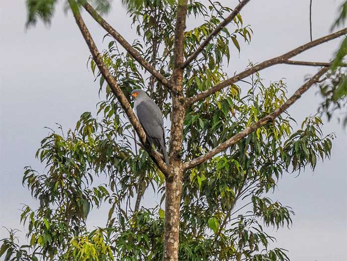 A New Britain Hawk in Pomio, East New Britain Province (Papua New Guinea)