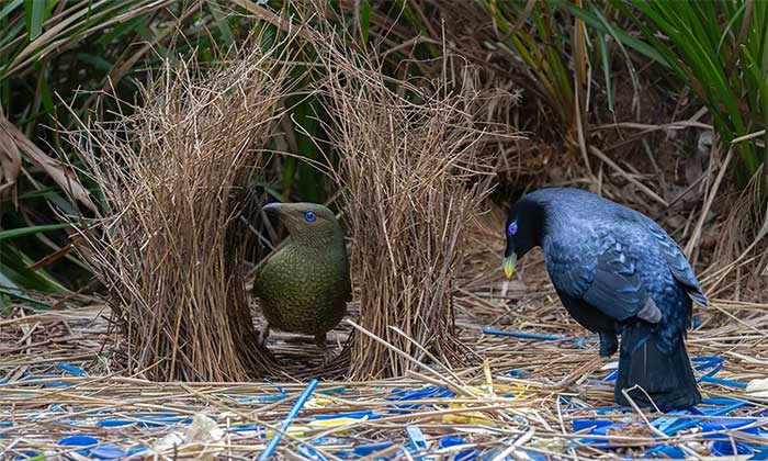 Satin Bowerbird