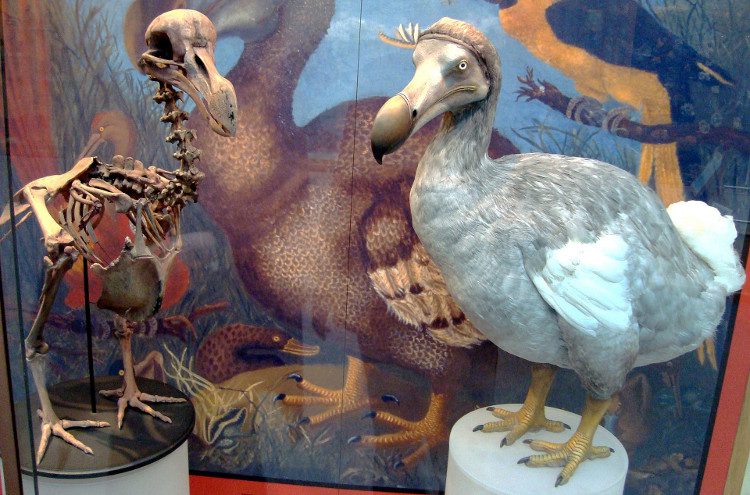 Image of the Dodo at the Natural History Museum, University of Oxford (UK).