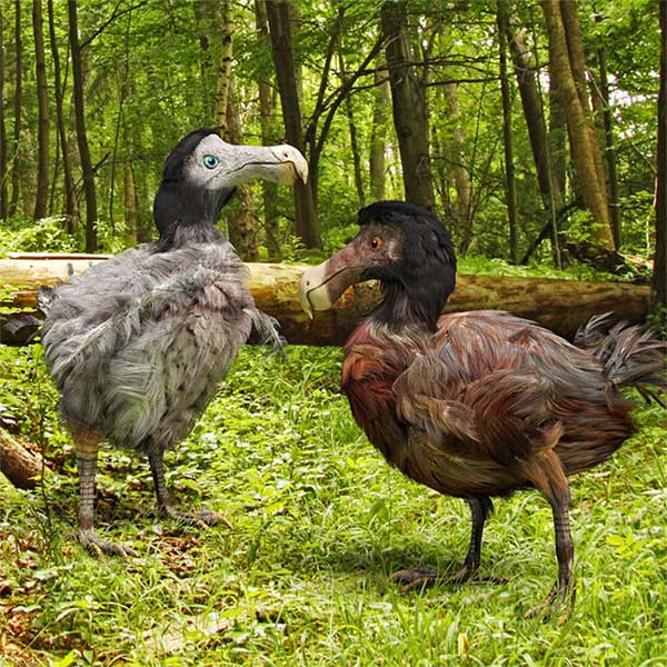 Scientists also need a host to carry the genetic information of the Dodo