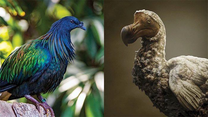 Nicobar pigeon and Dodo bird