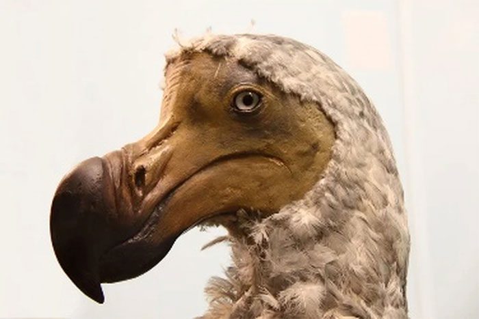 Dodo Bird