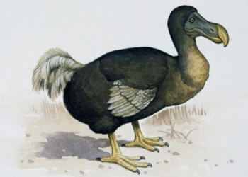 chim dodo 650