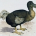 chim dodo 650