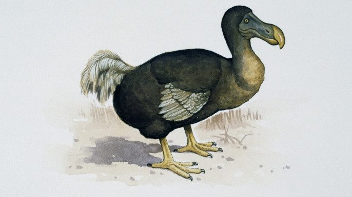 The Dodo was actually quite intelligent.