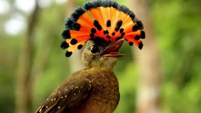 Amazonian Royal Flycatcher