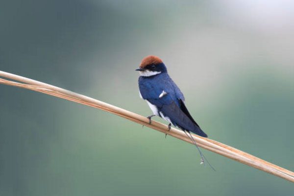 Swallows have forked tails and perch on branches or power lines.