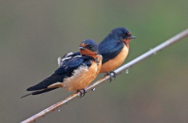 Swallows are skilled fliers with exceptional aerial skills.