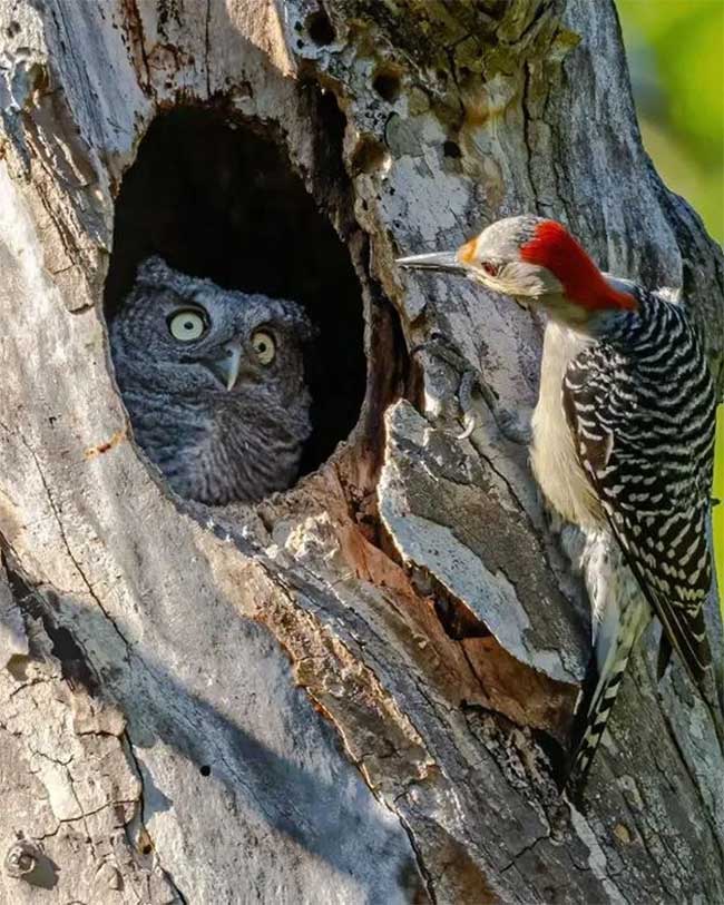 Red-bellied Woodpecker