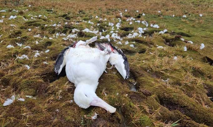 An albatross being preyed upon by rats on Marion Island.