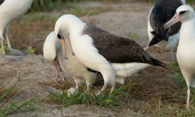 Wisdom and her mate with the new egg.