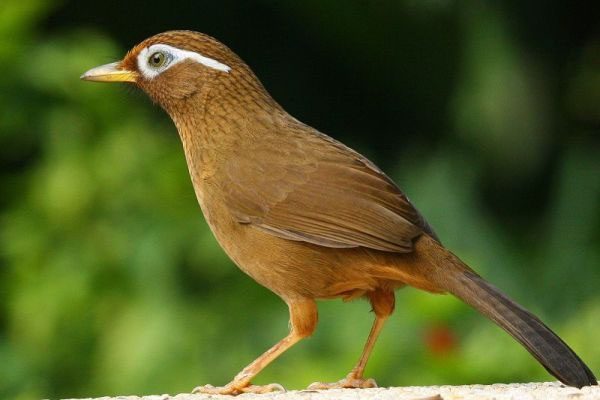 Eurasian Blackbird