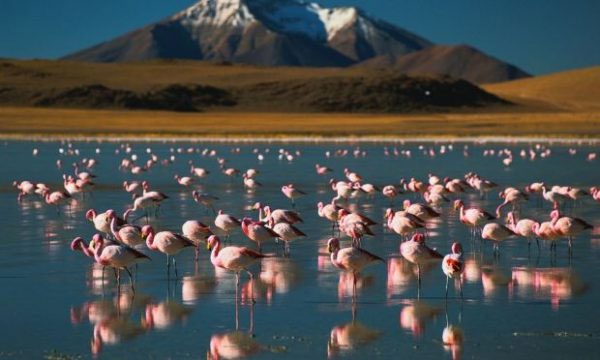 Flamingos eat larvae, small insects, green and red algae, and mollusks.