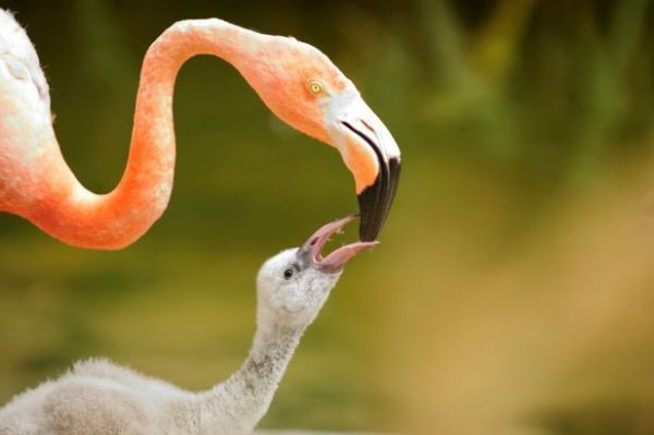 Flamingo chicks are gray or white.