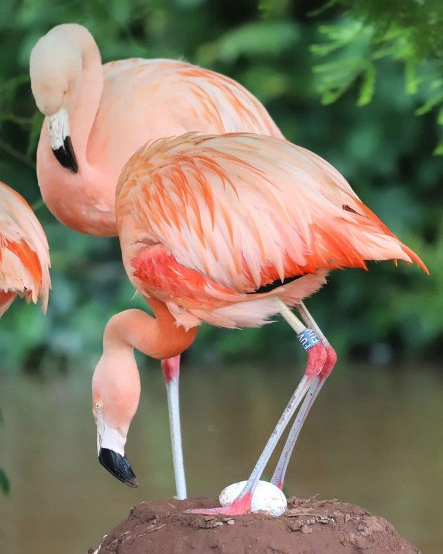 Two same-sex flamingos standing on a mound to incubate an egg.