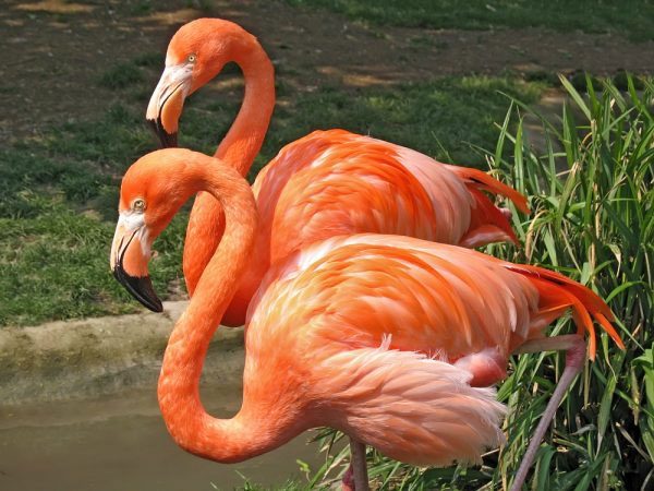 Flamingos embody the phrase 'you are what you eat.'