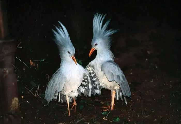 Kagu