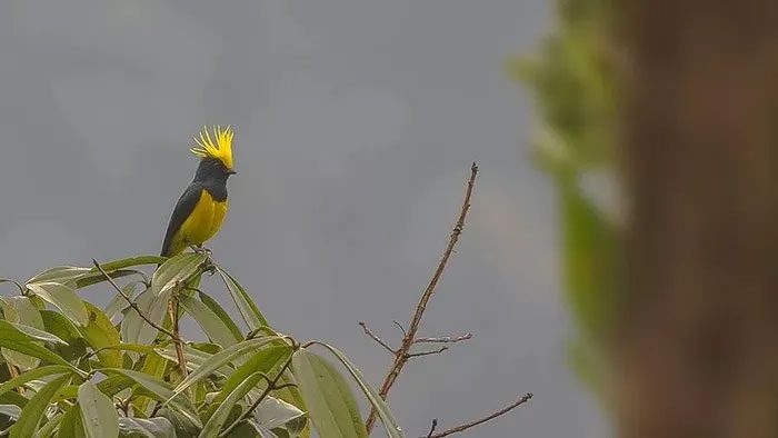 Yellow Crested Cockatoo