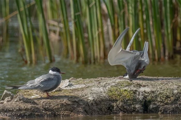 Grey heron