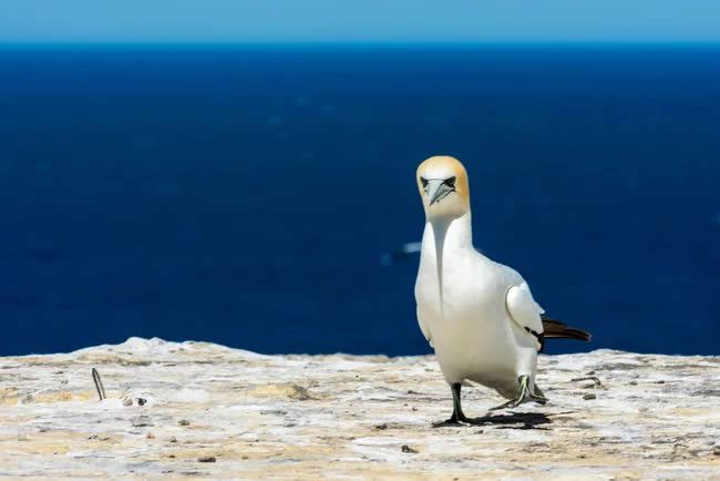 Nigel - the seagull "tricked" into the South