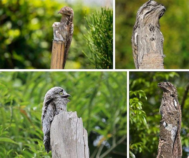 Potoo loves to camouflage with the trees. Can you find me?