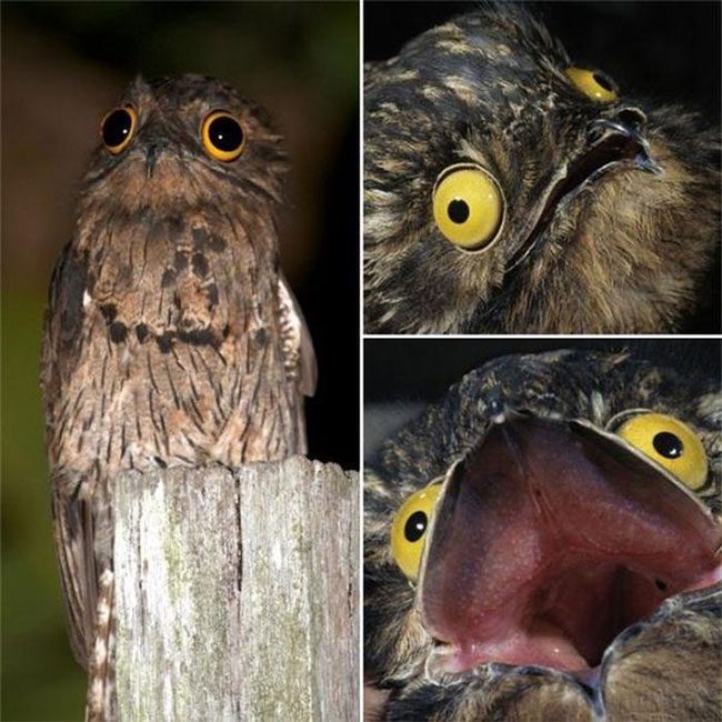 Unfortunate Potoo - no one is top 1 anymore!