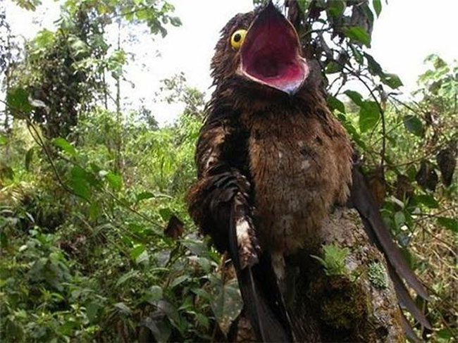 chim potoo 2