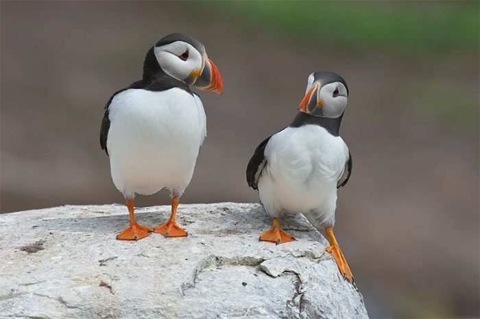 Puffin