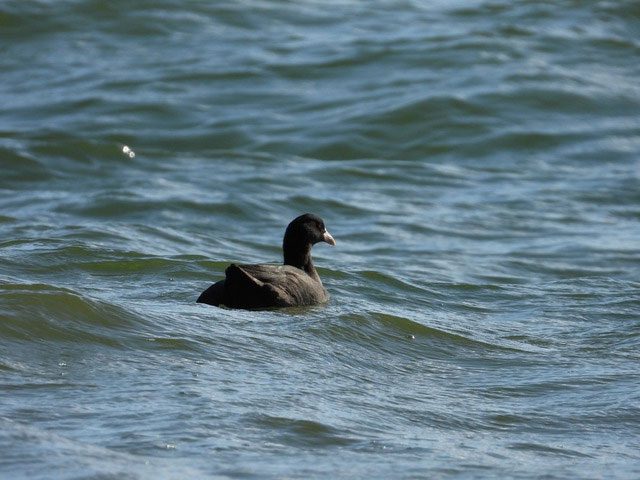 The Eurasian Coot is an intriguing and mysterious bird.