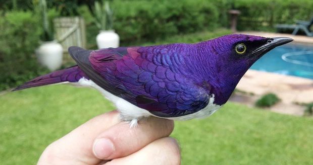 Purple Quartz Starling