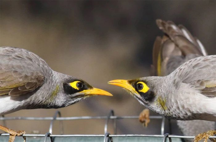 Hybrid Black-eared Miner