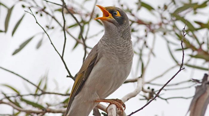 A purebred Black-eared Miner in Victoria