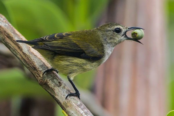 Male blue flycatchers have two longer tail feathers compared to others.