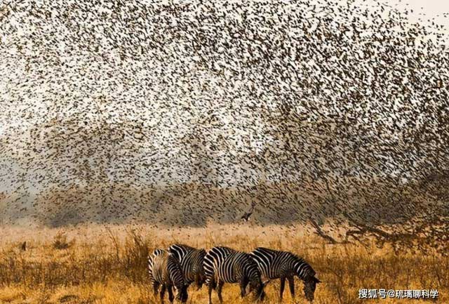 They live in large flocks, which can reach millions