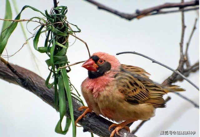 The Red-billed Quelea can cause serious damage to crops