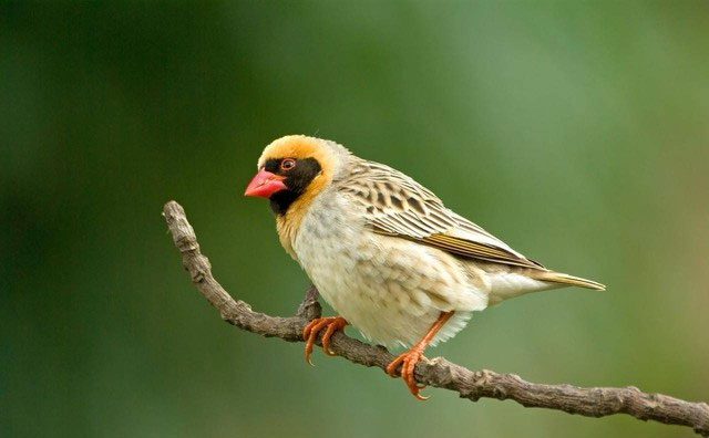 The Red-billed Quelea measures about 12 cm and weighs only 15-26 grams.