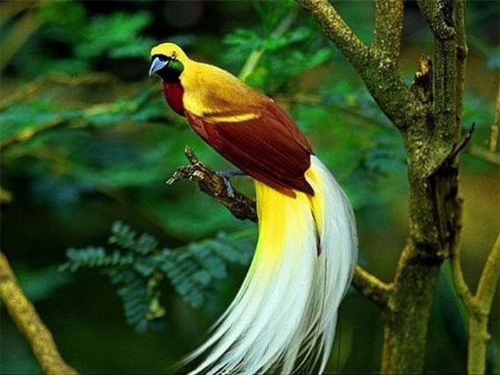 Birds of Paradise