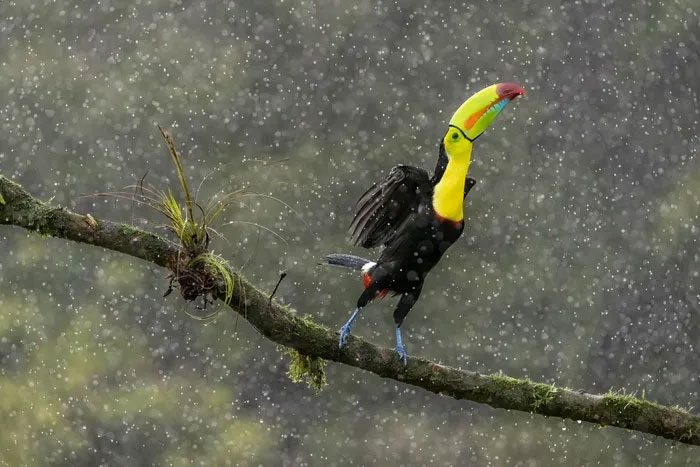 Curved-billed Toucan