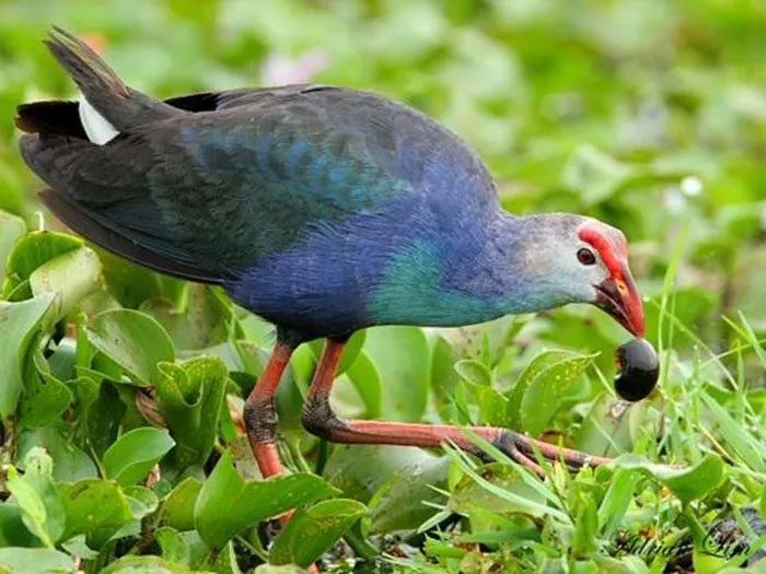 The Purple Swamphen has long, elegant legs and performs beautiful, graceful dances.