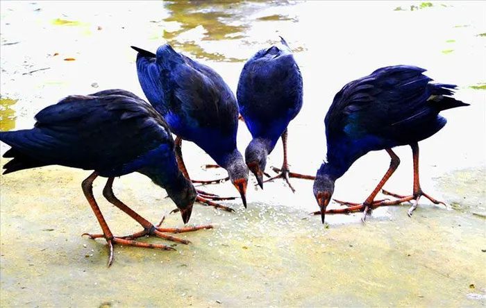 Purple Swamphens are allowed to roam freely instead of being kept in cages.