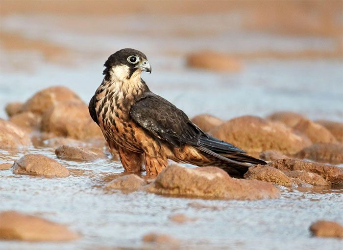 Eleonora's Falcon