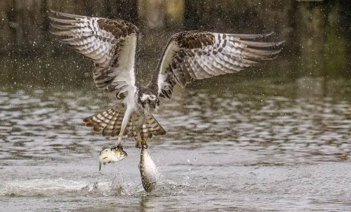 Osprey Hunting