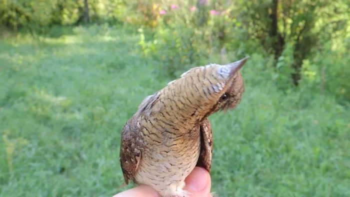 According to observations, whenever this bird is seen, it is often mimicking a snake.