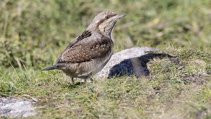 This bird does not have the habit of pecking at tree trunks.