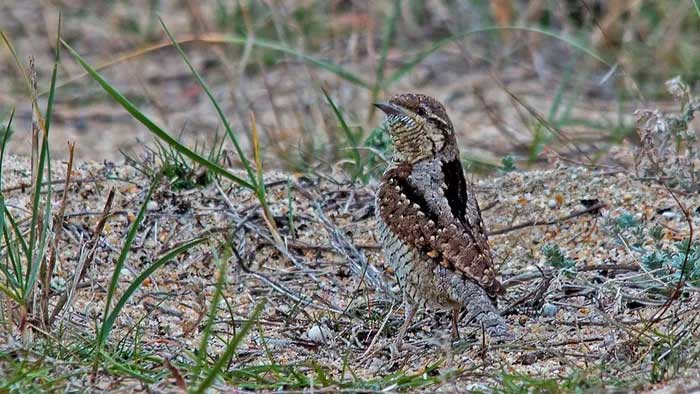 The Twisted-neck Bird only forages for ants on the ground.