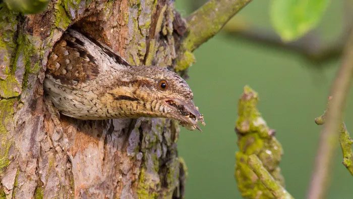 The Twisted-neck Bird often hides in tree hollows, hissing like a snake.