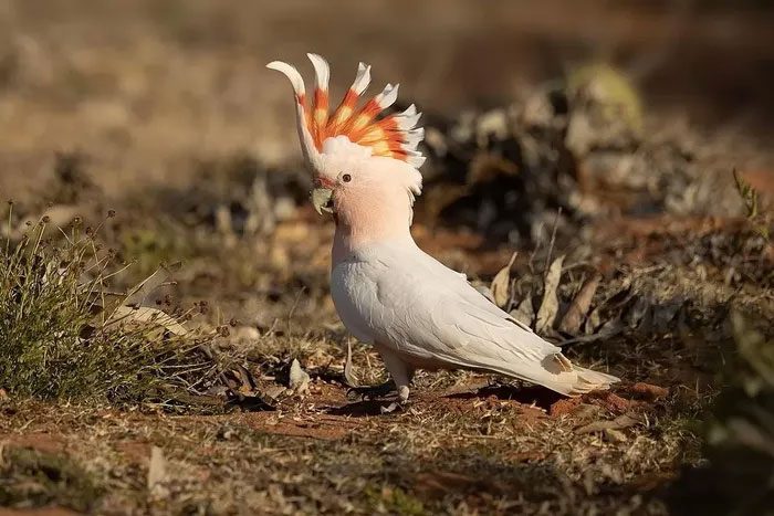 Leadbeater's Cockatoo