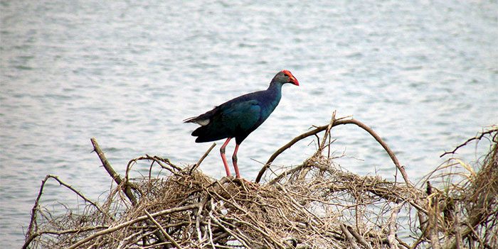 These are some bird species that have similar external characteristics belonging to the genus Porphyrio, family Rallidae.