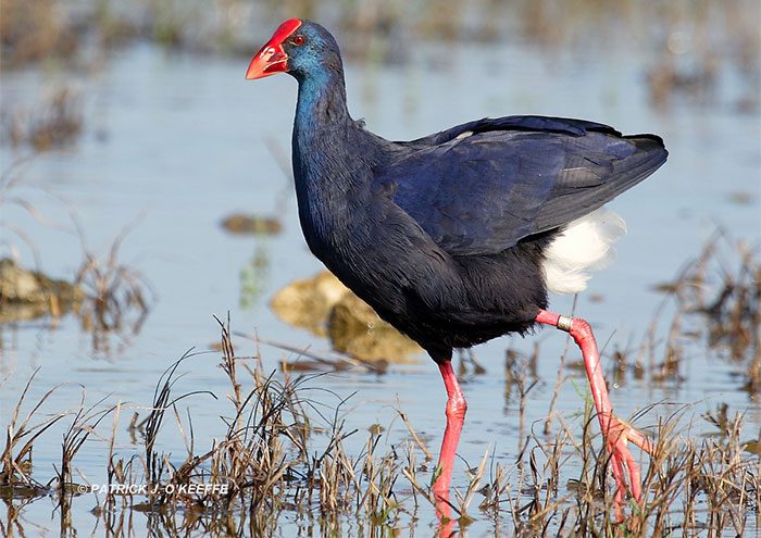 In the wild, xit birds live around wetland areas.